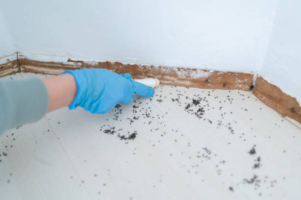 Best Residential Pest Control  in Grover, WY